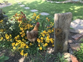 National Gardens Scheme 19.06.2020